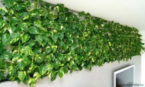 Jenazah dua mangsa dihempap pokok selamat disemadikan. Keluarga Pokok Duit Duit Ni Memang Senang Je Hidupnya Facebook