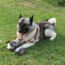 Image result for norský losí pes šedý