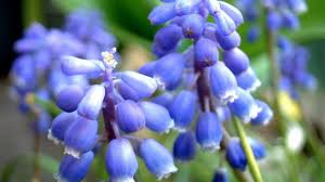 Il suo particolare fiore sferico di colore blu intenso è molto amato da api e . Muscari Fiori E Coltivazione Idee Green