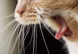 What To Do If Your Cat Is Choking Hill S Pet