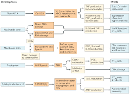 But, regardless of your skin type. Photoimmunology How Ultraviolet Radiation Affects The Immune System Nature Reviews Immunology