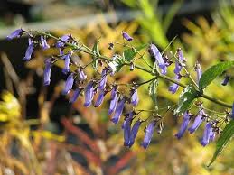 Image result for Isodon