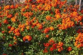 Maybe you would like to learn more about one of these? Hedge Plant Ideas Learn What Hedge Plants To Choose For Your Landscape