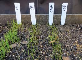 The first thing that influences how fast your grass will grow is the type of seed you use. Late Summer Turf Establishment Turf Magazine