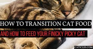 Take the true blue test today and see how your current cat food compares to blue buffalo. How To Transition Cat Food The Right Way Complete Guide Caticles
