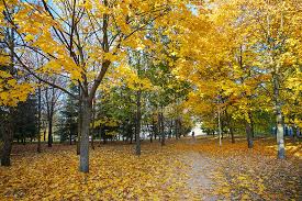 Nieuw rusland hoofdstad rusland wit rusland kaart rusland. Herfst Landschap In Wit Rusland Gratis Afbeelding Downloaden Foto 501153209 Nl Lovepik Com