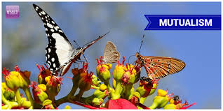 Check spelling or type a new query. Mutualism Definition Types And Examples