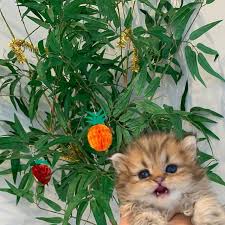 令和生まれ チンチラゴールデン君 お顔がめちゃくちゃかわいい 死ぬほど サイコーにかわいい チンチラゴールデン君です 5月5日生まれ 兄弟でそっくりな お顔 毛色の子が もう1匹います 見分け方は お鼻の周りに線が入っている子が今回の紹介する子です ペットタイプです