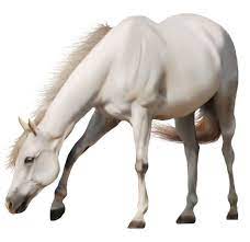 Photoshopped Animals Horses Png Images