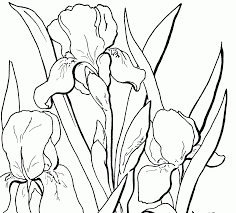Visit the printables' fairy and get printables for you and your kids. Free Adult Floral Coloring Page The Graphics Fairy Coloring Home
