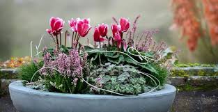 Déco d'automne romantique avec la bruyère erica pour l de plante d hiver exterieur. Que Planter Dans Ses Jardinieres D Automne M6 Deco Fr