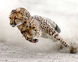 Cheetah Running At Full Speed Pinned By Green Mountain Lodges Safari Tours Visit Our Website Here African Animals Animals Wild Cats