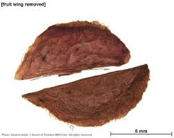 Image result for Hymenocardia ulmoides