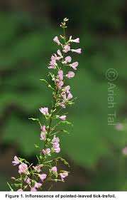 Image result for Hylodesmum