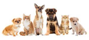 Check spelling or type a new query. Mimpi Anjing Himpunan Tafsir Erti Terbanyak Tentang Anjing Kamus Mimpi