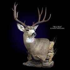 Bucks do have a best side Mule Deer Mount Mounted Mule Deer Taxidermy