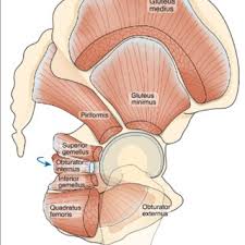 Stretching can help loosen the muscles and ease the pain. Lateral View Of The Hip With The Selected Muscles Of The Hip And Download Scientific Diagram