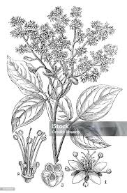 Image result for Connaraceae