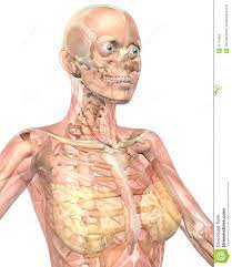 The interactive muscle anatomy diagram shown below outlines the major superficial (i.e. Female Anatomy Semi Transparent Close Up View Stock Illustration Illustration Of Head Anatomy 21191852