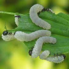 You'll often find them crawling around on leaves, especially on the edge. Solomon S Seal Sawfly Larvae