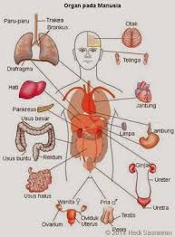 Organ Tubuh Manusia Beserta Fungsinya Jpg 295 400 Tubuh Manusia Anatomi Tubuh Manusia