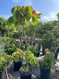 Image result for Pseudobombax