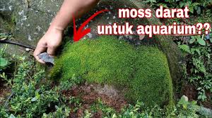 Sagittaria subulata cukup mudah untuk dipelihara dan juga tidak membutuhkan banyak co2 dan cahaya yang terang. Ini Cara Sukses Adaptasi Moss Darat Menjadi Moss Air Untuk Aquascape Youtube