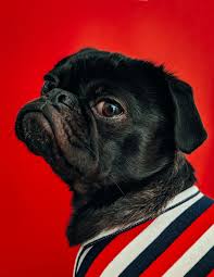 See more ideas about dog wallpaper, pug wallpaper, cute animals. Pug Wallpapers Free Hd Download 500 Hq Unsplash