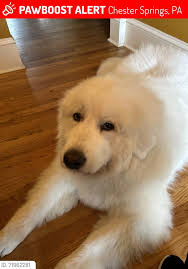 Lost Dog Found in Springvale Area