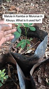 Image result for Zanthoxylum usambarense