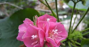 Image result for Dombeya lastii