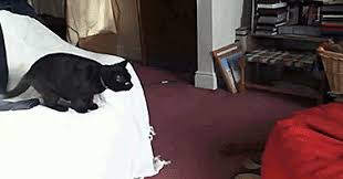 Find funny gifs, cute gifs, reaction gifs and more. Gif Soup National Cat Day Influenster Reviews 2021