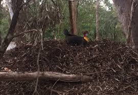 Maybe you would like to learn more about one of these? South East Queensland Trapping Brush Turkeys