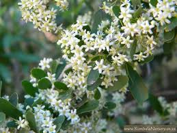 Image result for Gymnosporia heterophylla