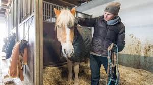 Was rindern, ziegen und schafen schadet, tut pferden nicht gut. Reitclub Verden Bangt Um Seine Tiere Weser Kurier