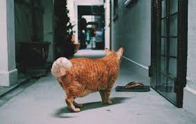 Why Does My Cat Have A Belly Pouch Nova Cat Clinic Arlington Va