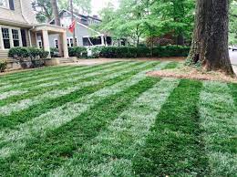 Maybe you would like to learn more about one of these? Apply Lawn Fungicide To Tall Fescue In Summer
