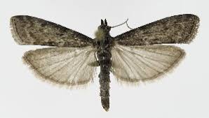 Image result for Pyla fusca