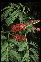 Image result for Ancistrorhynchus tenuicaulis