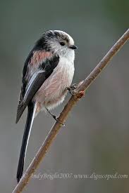 Black Bird With White Tail Uk Pin On Cuteness Overload