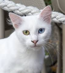 Pure White Cat with Green and Blue Eyes. Eyes with Two Different Colors  Stock Image