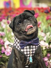I Had The Pleasure Of Taking The 2 5 Hour Trip To Canberra For Floriade As They Had Dog S Day Out With Loads Of Stunnin Black Pug Puppies Pug Puppies Pug Love