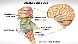 Batang Otak Brainstem Pengertian Fungsi Dan Bagian Strukturnya Terlengkap