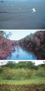 Image result for Oubanguia africana