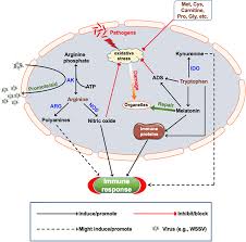 Jangan lupa sampaikan anda mendapat info lowongan kerja dari loker sukabumiid. Frontiers Modulation Of Crustacean Innate Immune Response By Amino Acids And Their Metabolites Inferences From Other Species Immunology