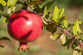 Quels Arbres Fruitiers Planter Pres De Paris Arbre Fruitier Photographie De Fruit Fruitier