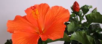 Image result for Hibiscus torrei