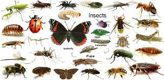 This is jay with ragsdale homes and i wanted to share with you some of our current tiny house projects we're working on. Insects Names Meaning Images Insects Vocabulary Necessary Vocabulary Necessary Vocabulary