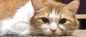 Sieht ja den anderen auch immer wieder rausgehen. Depressionen Bei Katzen Erkennen Tierisch Wohnen