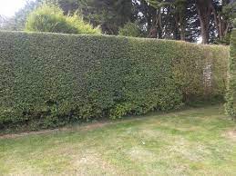 Privet hedges grow well and are easy to care for. Privet Hedge Issues Tree Health Care Arbtalk The Social Network For Arborists